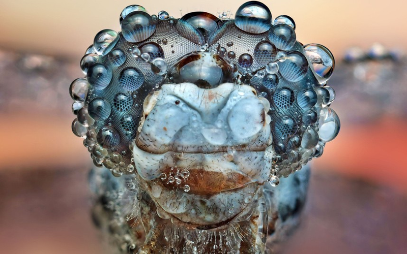 Illustration for article titled Behold the jewel-like beauty of dew-covered insects photographed close-up